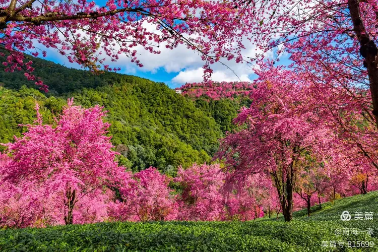 美丽的风景线上演了一场视觉盛宴 美丽的风景线上演了一场视觉盛宴