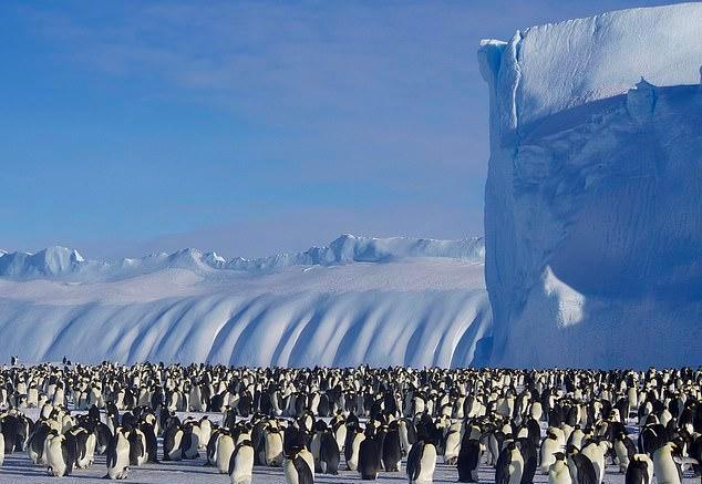 澳大利亚将迎战南极洲足球比赛 澳大利亚将迎战南极洲足球比赛